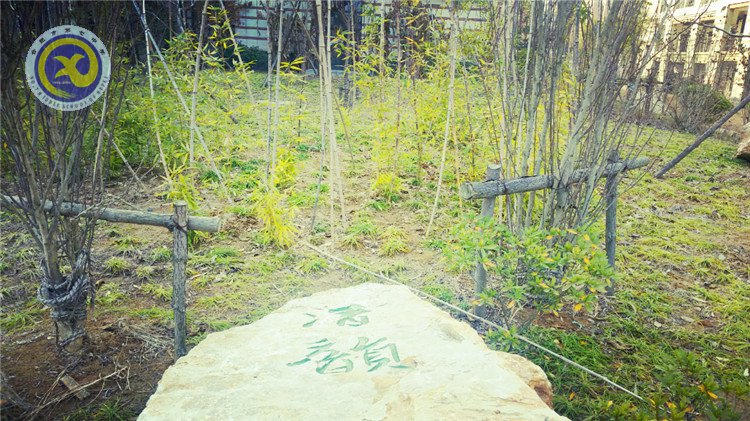 雪園“石頭記”，最美是氣質(zhì)(圖6)