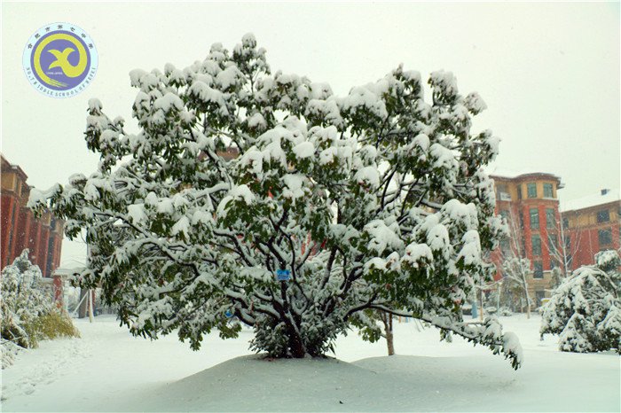 梅雪盼冬來，微笑迎春歸(圖4)