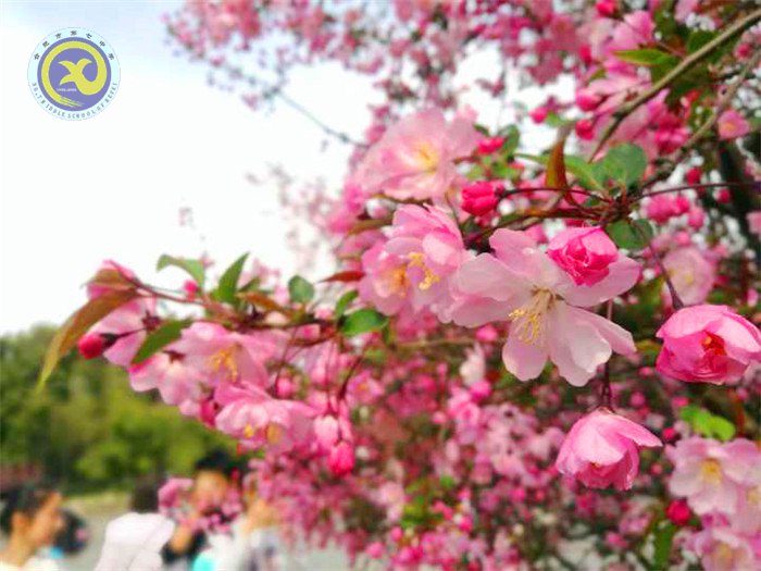 春風(fēng)依舊，又是一年桃花香(圖2)