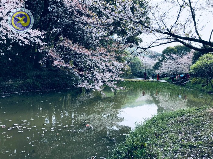  其時(shí)櫻花爛漫，詩(shī)書(shū)彌香(圖1)