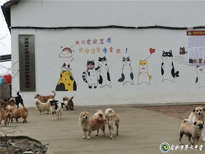關(guān)愛生命，善待動物(圖2)