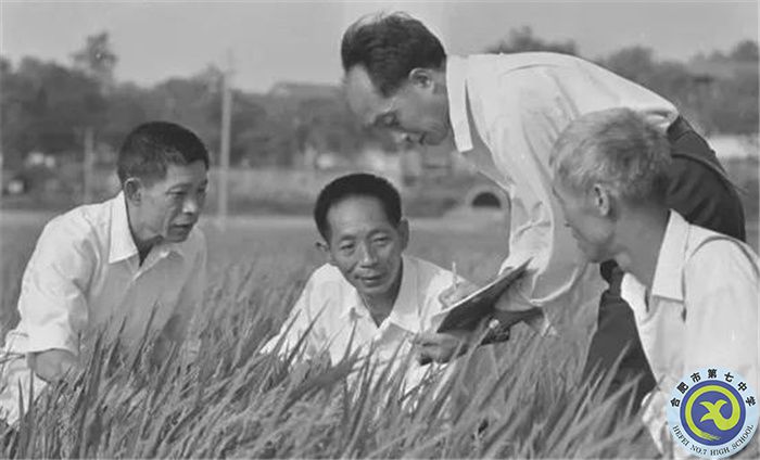 △1980年10月，袁隆平團隊攻克制種關.jpg